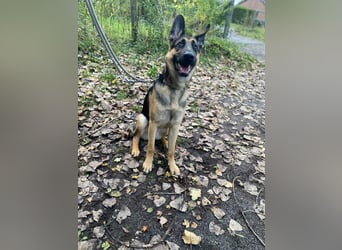 Ares, geboren 02.02.2026, 60cm sucht neues Zuhause