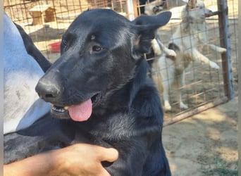 Lupin, geboren 01.12.2023, 60cm sucht seine Aufgabe