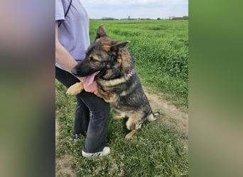 Zeus, geboren 16.12.2019, 58cm sucht sein für immer Zuhause