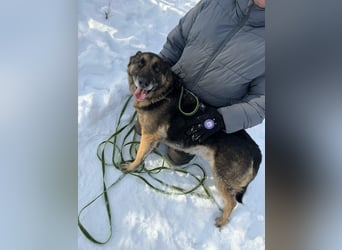 Jerry, geboren 2018, 57cm sucht Für-immer-Zuhause