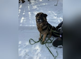 Jerry, geboren 2018, 57cm sucht Für-immer-Zuhause