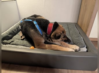 Helena, geb. 04.2026, 63cm, sucht ihr ihr Glück