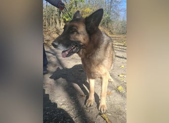 Rexi, 4 Jahre, 60cm sucht seine Menschen