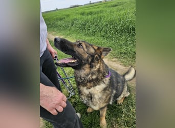 Zeus, geboren 16.12.2019, 58cm sucht sein für immer Zuhause