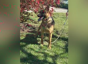 Sky, geboren 15.06.2025, 60cm sucht ihre Menschen