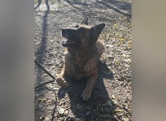 Rexi, 4 Jahre, 60cm sucht seine Menschen