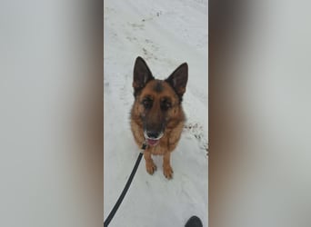 Rexi, geb. 03.2022, 60 cm, sucht seine Wegbegleiter