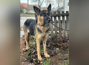 Freya, geboren 01.11.2023, 58cm sucht liebevolles Zuhause