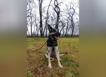 Dezi, geboren 01.03.2023, 63cm sucht ihr Zuhause