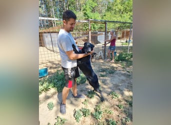 Lupin, geboren 01.12.2023, 60cm sucht seine Aufgabe