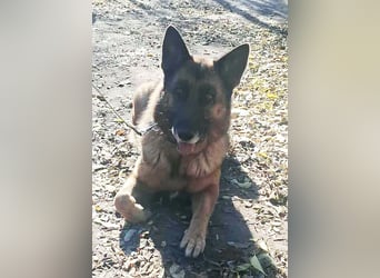 Rexi, 4 Jahre, 60cm sucht seine Menschen