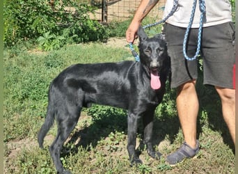 Lupin, geboren 01.12.2023, 60cm sucht seine Aufgabe