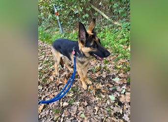 Ares, geboren 02.02.2026, 60cm sucht neues Zuhause
