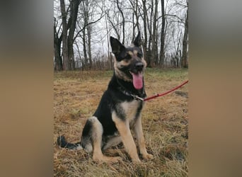 Dezi, geboren 01.03.2023, 63cm sucht ihr Zuhause