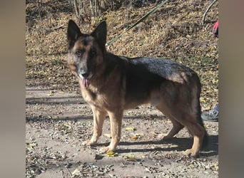 Rexi, 4 Jahre, 60cm sucht seine Menschen