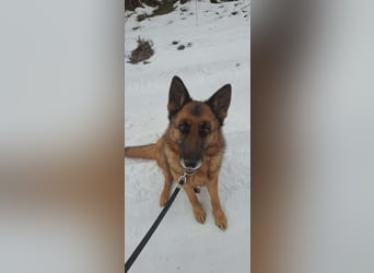 Rexi, 4 Jahre, 60cm sucht seine Menschen