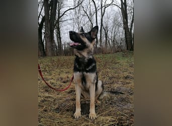 Dezi, geb. 03.2023, 63cm sucht ihr Zuhause