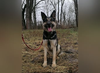 Dezi, geb. 03.2023, 63cm sucht ihr Zuhause