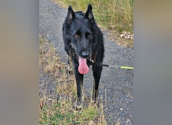 Onix, geboren 01.02.2019, 63cm sucht sein Happy End