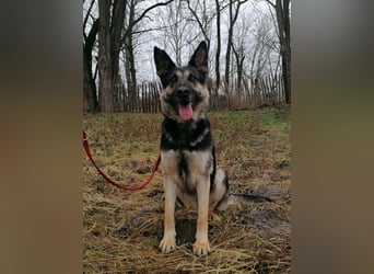 Dezi, geboren 01.03.2023, 63cm sucht ihr Zuhause