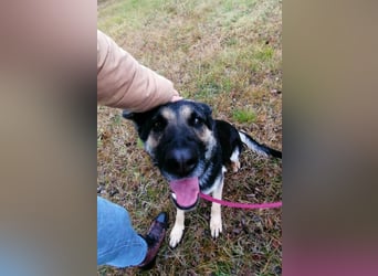 Dezi, geboren 01.03.2023, 63cm sucht ihr Zuhause