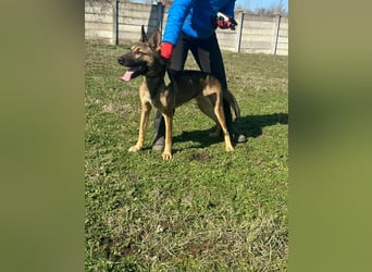 Zoya, geb. 10.2023, 63cm sucht ihre Menschen
