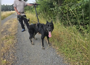 Onix, geboren 01.02.2019, 63cm sucht sein Happy End