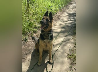 Ciklon, geb. 2022, sucht erfahrenes zu Hause