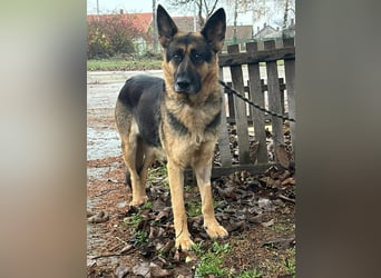 Freya, geboren 01.11.2023, 58cm sucht liebevolles Zuhause