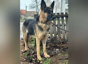 Freya, geboren 01.11.2023, 58cm sucht liebevolles Zuhause