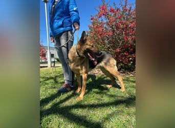 Sky, geb. 06/2025, 60 cm, sucht liebevolle Menschen