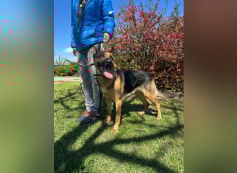 Sky, geboren 15.06.2025, 60cm sucht ihre Menschen