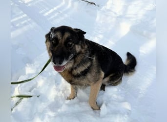 Jerry, geboren 2018, 57cm sucht Für-immer-Zuhause