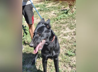 Lupin, geboren 01.12.2023, 60cm sucht seine Aufgabe