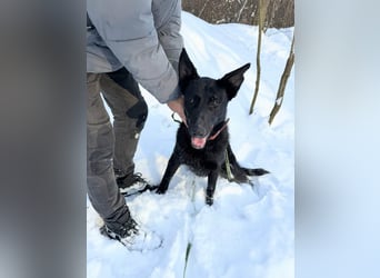 Lupin, geboren 01.12.2023, 60cm sucht seine Aufgabe