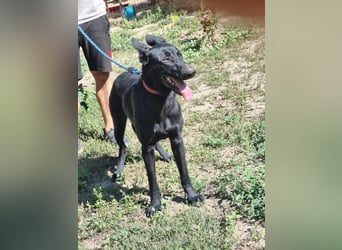 Lupin, geboren 01.12.2023, 60cm sucht seine Aufgabe