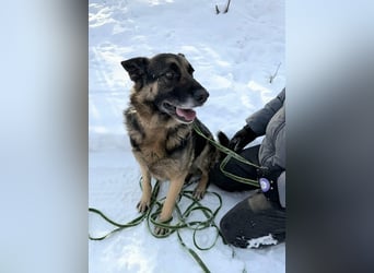 Jerry, geboren 2018, 57cm sucht Für-immer-Zuhause