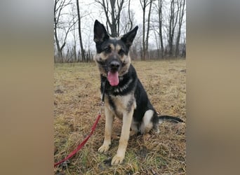 Dezi, geb. 03.2023, 63cm sucht ihr Zuhause