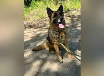 Rexi, ca. 4 Jahre, 60 cm, möchte sein Herz verschenken