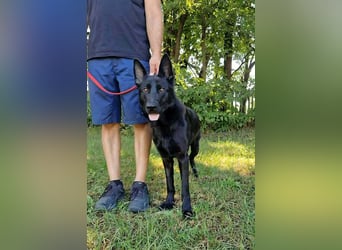 Nila, geboren 16.11.2024, 60cm sucht ihr Zuhause