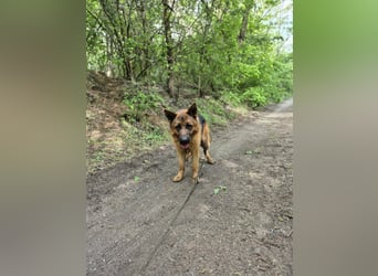 Zigi, geb. 15.03.2025, 60 cm, sucht seine Menschen