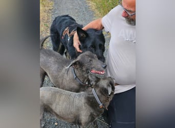 Onix, geboren 01.02.2019, 63cm sucht sein Happy End