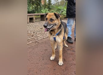 Helena, geboren 12.04.2016, 63cm sucht ihren Ruheplatz (Pflegestelle Deutschland)