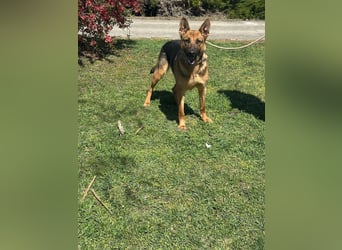 Sky, geboren 15.06.2025, 60cm sucht ihre Menschen