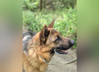 Zigi, geb. 15.03.2025, 60 cm, sucht seine Menschen