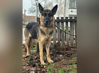 Freya, geboren 01.11.2023, 58cm sucht liebevolles Zuhause