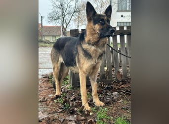 Freya, geboren 01.11.2023, 58cm sucht liebevolles Zuhause