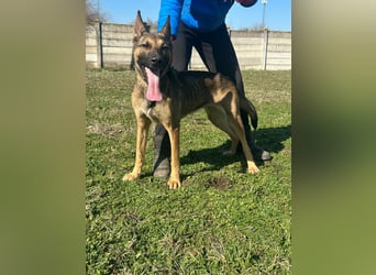 Zoya, geboren 09.10.2023, 63cm sucht ihre Menschen