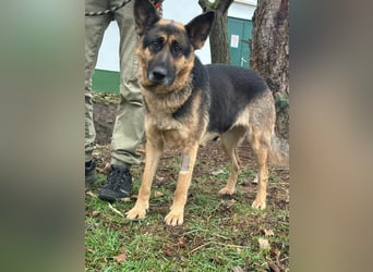 Freya, geboren 01.11.2023, 58cm sucht liebevolles Zuhause