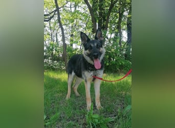 Dezi, geb. 03.2023, 63cm sucht ihr Zuhause